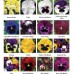 Семена цветов Виола витрокка Колоссус F1 / Colossus F1 (1000 сем.) Syngenta Flowers