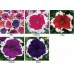 Петуния крупноцветковая Фрост F1 / Frost F1, 1000 сем. (Syngenta Flowers)