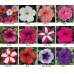 Петуния многоцветковая Ура F1 / Hurrah F1, 1000 др. (Syngenta Flowers)