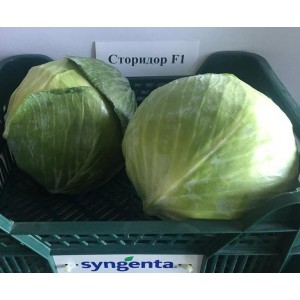 Сторидор F1 семена капусты б/к (2500 сем.) Syngenta