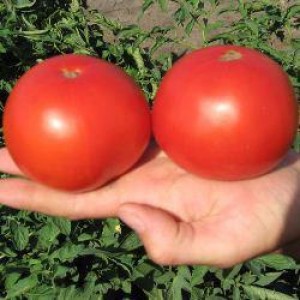 Насіння томату Багіра F1 ( 5 г )