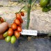Семена томата Тути-Фрути F1 (250 сем.) Clause