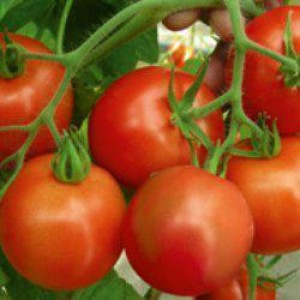 Насіння томату Річі F1 (5 г) Bejo