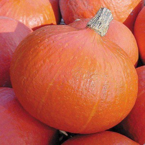 Оранж Саммер F1 (500 нас.) насіння гарбуза Enza Zaden
