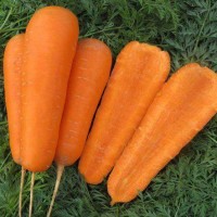 Семена моркови Боливар F1, (100 000 сем.) фр. 2,0-2,25 Clause