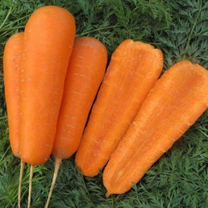Болівар F1 (100 000 нас.) фр. 2,0-2,25 насіння моркви Clause