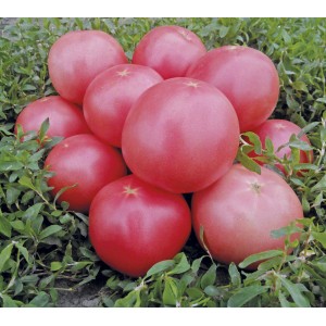 Пінк Світнес F1 (2500 нас.) насіння томату Lark Seeds