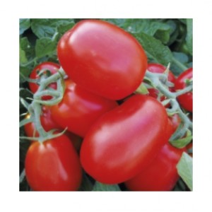 Насіння томату 1510 F1 (500 нас.) Lark Seeds
