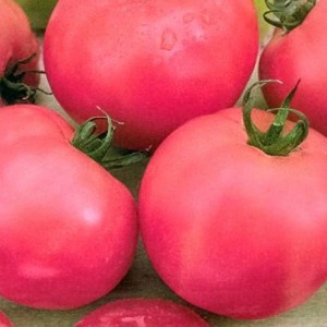 Семена томата Ляна розовая (1 г) Элитный Ряд