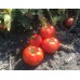 Бобкат F1 (1000 нас.) насіння томату Syngenta