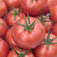 Мамстон F1 (500 нас.) насіння томату Syngenta