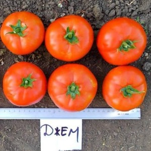Семена томата Джем F1 (100 сем.) Ergon