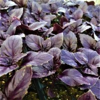 Рози (50 000 сем.) семена базилика фиолетового Enza Zaden