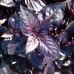 Рози семена базилика фиолетового (50 000 сем.) Enza Zaden