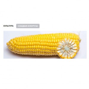 Семена кукурузы Мореленд ГСС 1453 F1 (100 000 сем.) Syngenta