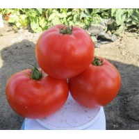 1504 F1 (5000 сем.) семена томата Spark Seeds