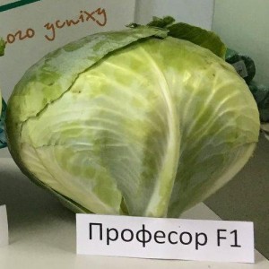 Професор F1 насіння капусти б/к (2500 нас.) Syngenta