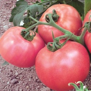 Семена томата До-Ре-Ми F1  (1 г) Элитный Ряд