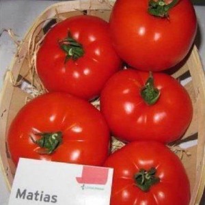Семена томата Матиас F1 (500 сем.) De Ruiter Seeds
