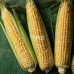 Камберленд F1 (50 000 сем.) семена кукурузы сладкой Clause