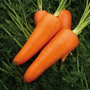 Насіння моркви Мірафлорес F1 (100 тис. нас.) фр. 2,0-2,25 Clause