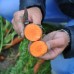 Семена моркови Мирафлорес F1 (100 тыс. сем.) фр. 2,0-2,25  Clause