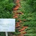 Семена моркови Мирафлорес F1 (100 тыс. сем.) фр. 1,6-1,8 Clause