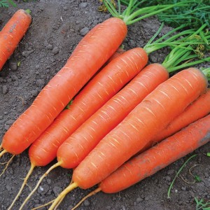Семена моркови Сатурно F1 (25 000 сем.) Clause
