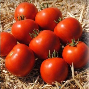 Мамако F1 (500 нас.) насіння томату Syngenta