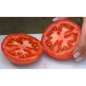 Насіння томату KS 301 F1 (100 нас.) Kitano