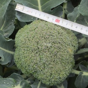Корос F1 ( 1000 нас.) насіння броколі Clause