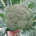 Корос F1 ( 1000 сем.) семена брокколи Clause