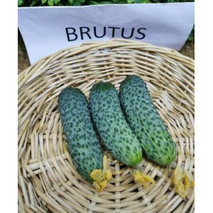 Брутус F1 (100 нас.) насіння огірка Innova Seeds