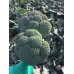 Стірлінг F1 ( 2500 нас.) насіння броколі Clause