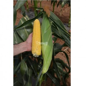 Семена кукурузы сладкой Лискам F1 (5000 сем.) Clause