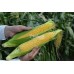 Семена кукурузы сладкой Лискам F1 (5000 сем.) Clause