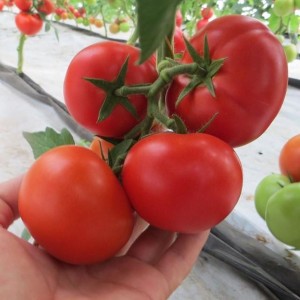 Насіння томату Целестін F1 (250 нас.) Clause