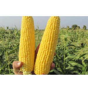 Насіння кукурудзи GSS 5649 F1 (ГСС 5649 F1) 100 000 сем. Syngenta