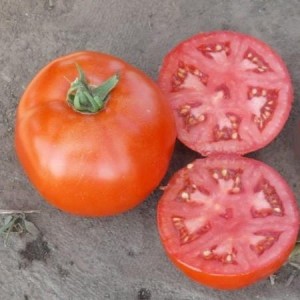 1502 F1 (500 нас.) насіння томату Lark Seeds