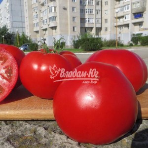 Насіння томату Чимган F1 (250 сем.) Clause