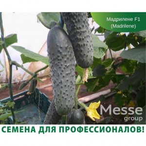 Мадрілене F1 (1000 нас.) насіння огірка Seminis