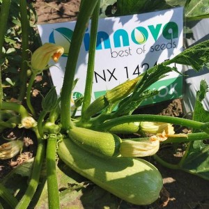 Насіння кабачка INX 1424 F1 (500 нас.) Innova Seeds