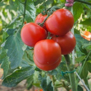 Насіння томату Полфаст F1 (1000 нас.) Bejo