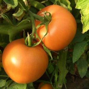 Семена томата Оранж+ F1  (1 г) Элитный Ряд