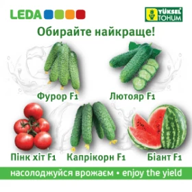 Баннер Yuksel seeds