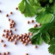 Насіння Коріандру (Кінзи)