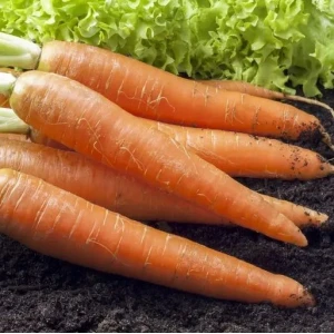 Каротан (50 г) насіння моркви Rijk Zwaan