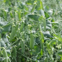 Преладо (100 000 нас.) насіння гороху овочевого Syngenta
