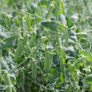 Преладо (100 000 нас.) насіння гороху овочевого Syngenta