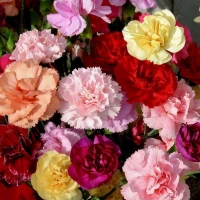 Гвоздика махровая Лилипот F1 / Lillipot F1 (50 сем.) семена цветов Sakata Flowers 
